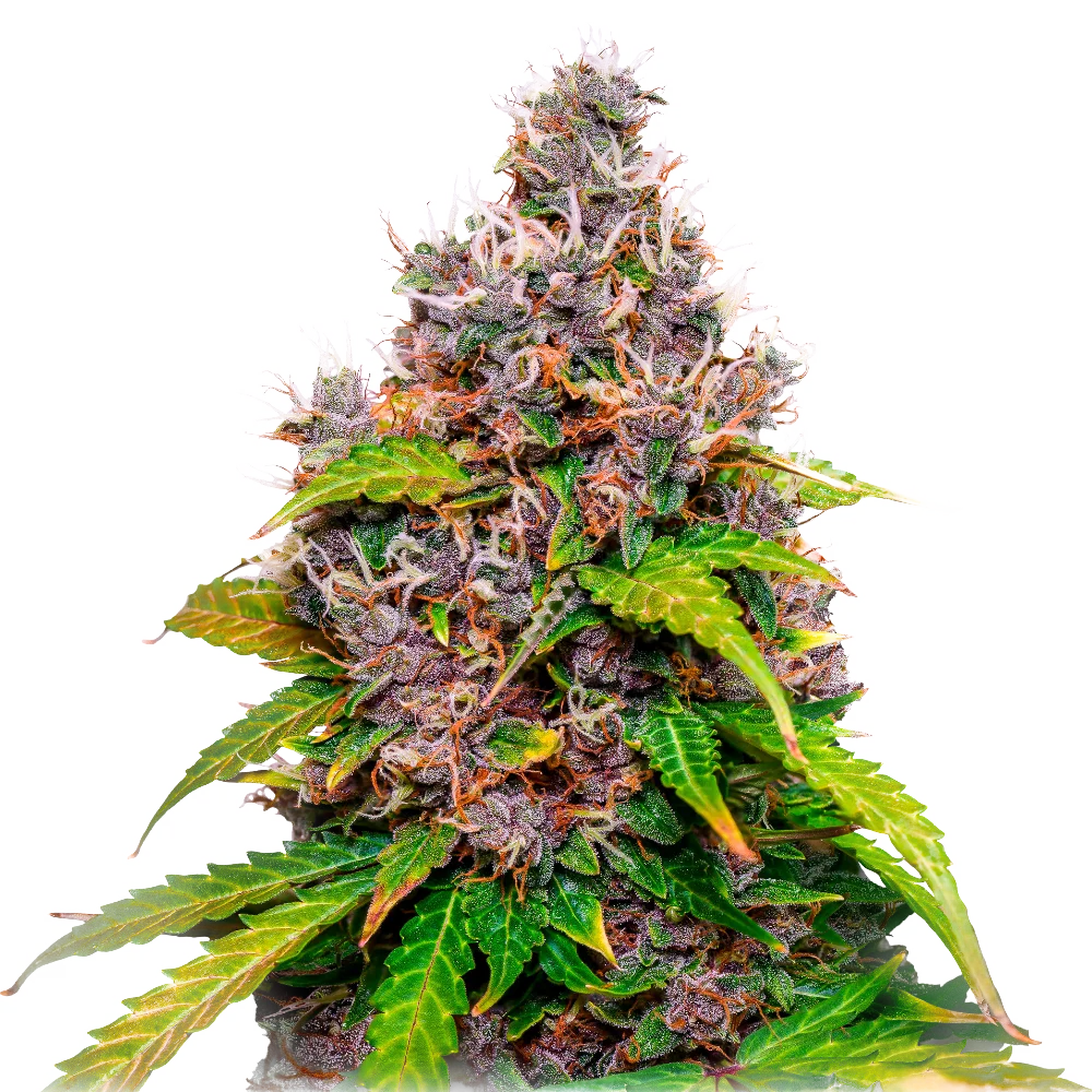 Cannabis Samen