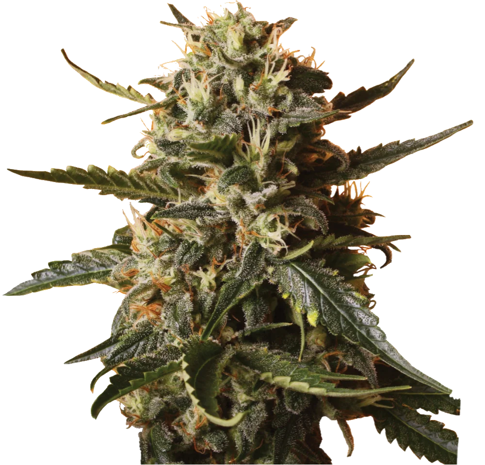 Bubblegum XL - Feminisiert - Cannabis Samen