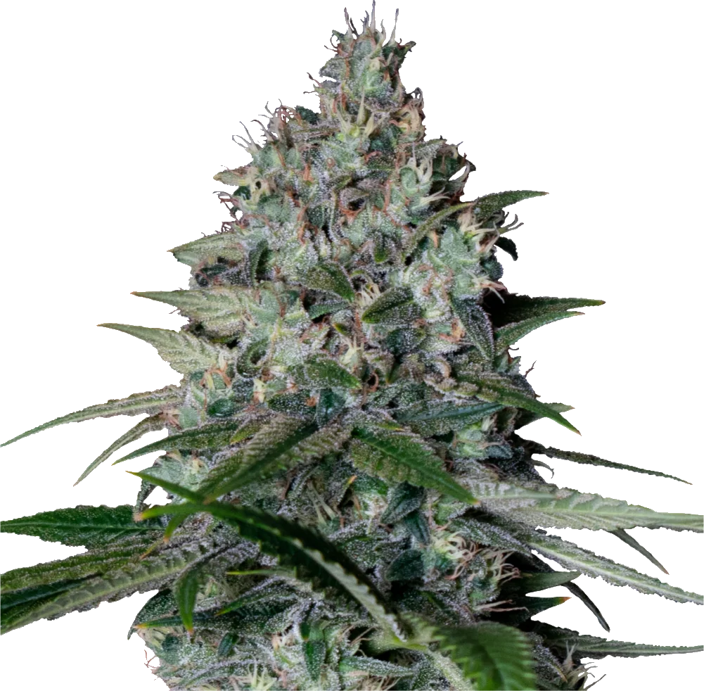Cookies Gelato - Feminisiert - Cannabis Samen