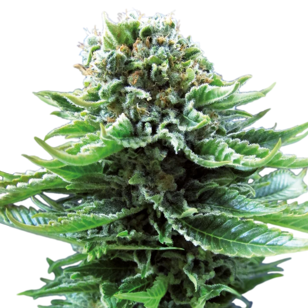 Northern Lights - Autoflowering - Cannabis Samen
