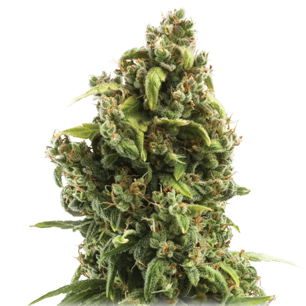 Sour Diesel - Feminisiert - Cannabis Samen