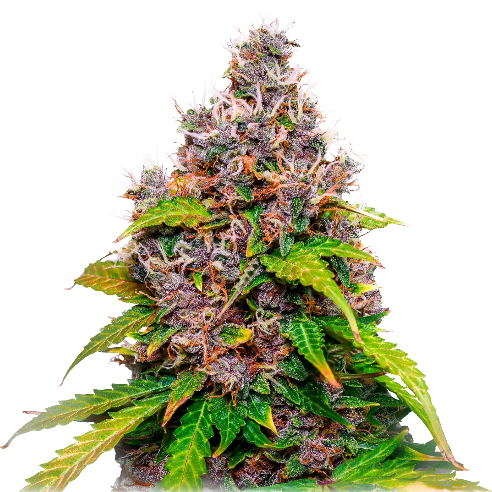 Cannabis Samen - Watermelon - Feminisiert