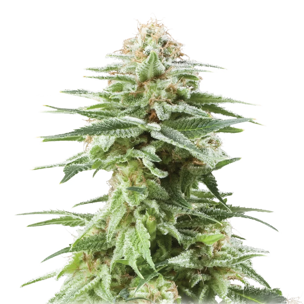 White Widow - Feminisiert - Cannabis Samen