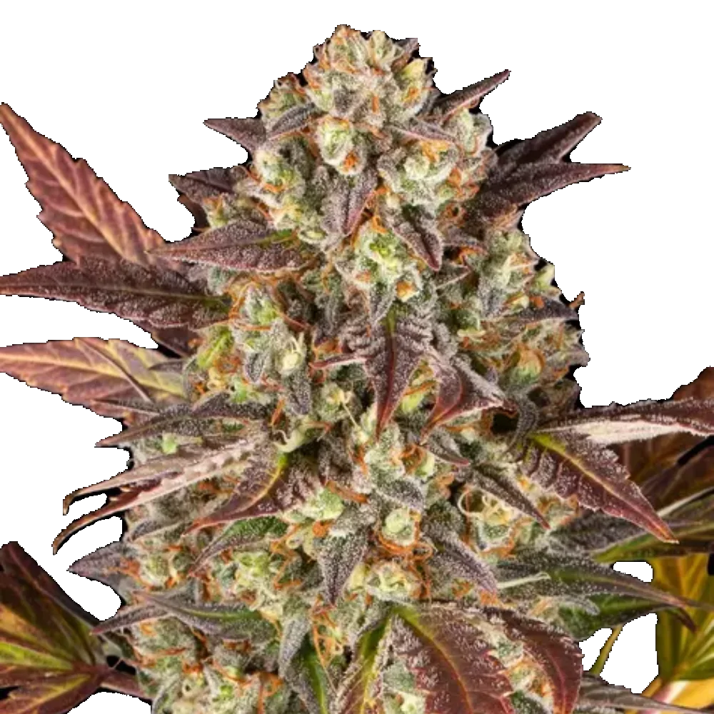 Cannabis Samen - Amnesia Haze - Autoflowering
