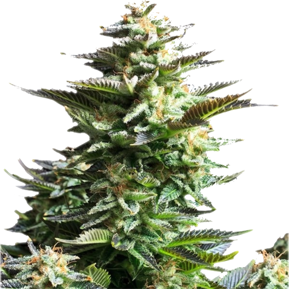 Amnesia Haze - Feminisiert - Cannabis Samen