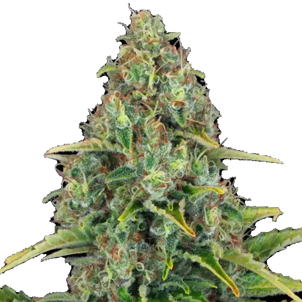 Cannabis Samen - Blue Cheese - Autoflowering