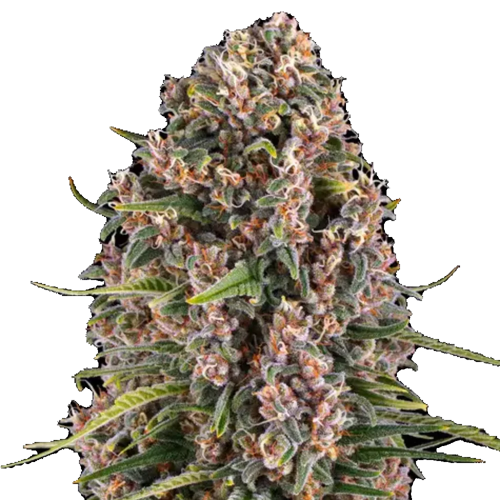 Blue Cheese - Feminisiert - Cannabis Samen
