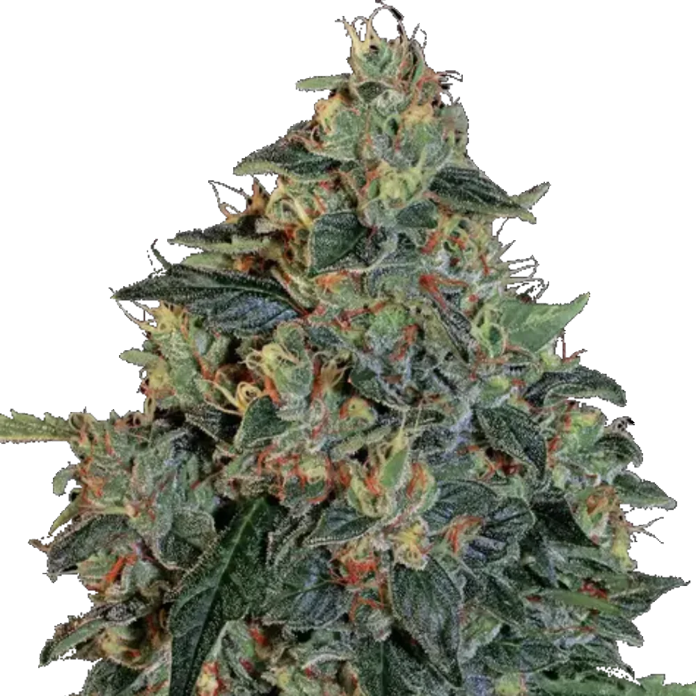 Blueberry OG - Feminisiert - Cannabis Samen