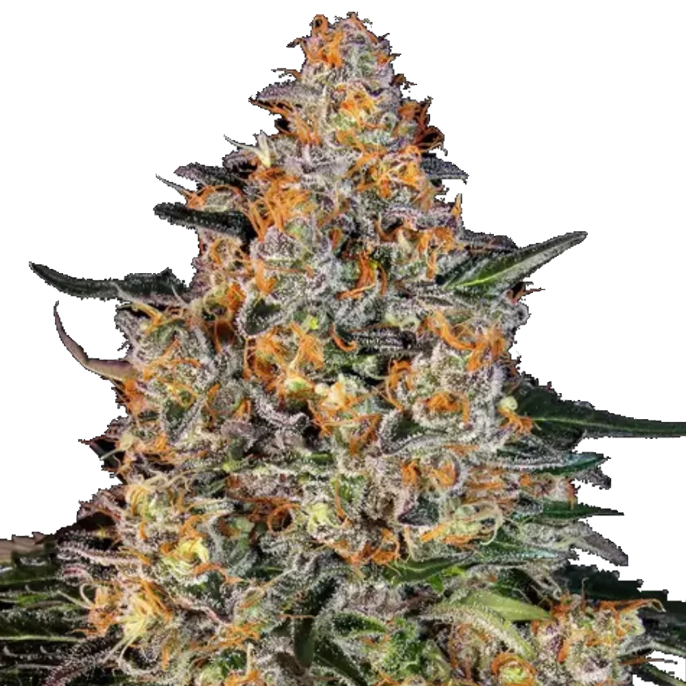 Bubba Kush - Feminisiert - Cannabis Samen