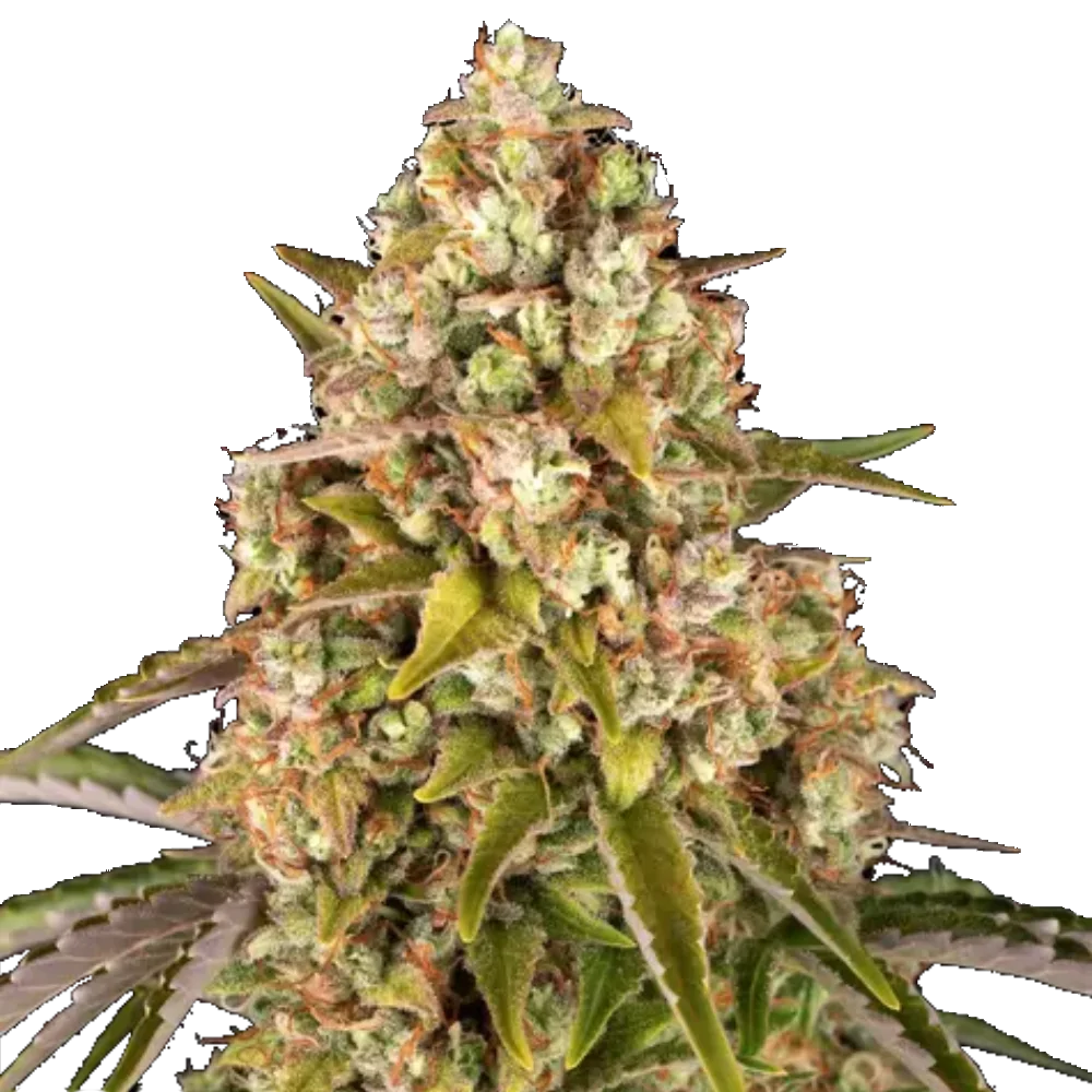 Cannabis Samen - Critical Kush - Autoflowering