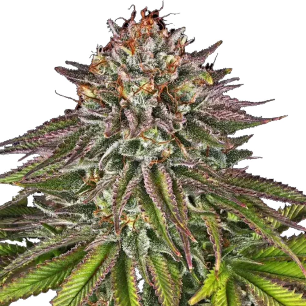 Critical Kush - Feminisiert - Cannabis Samen
