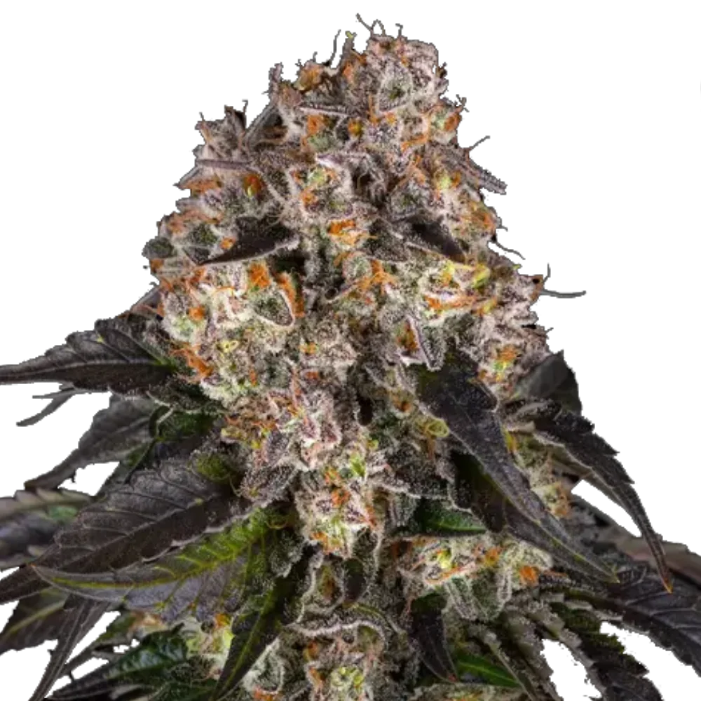 Girl Scout Cookies - Feminisiert - Cannabis Samen
