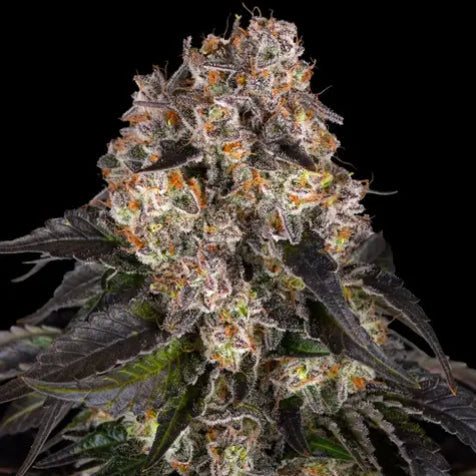Cannabis Samen - Girl Scout Cookies - Feminisiert