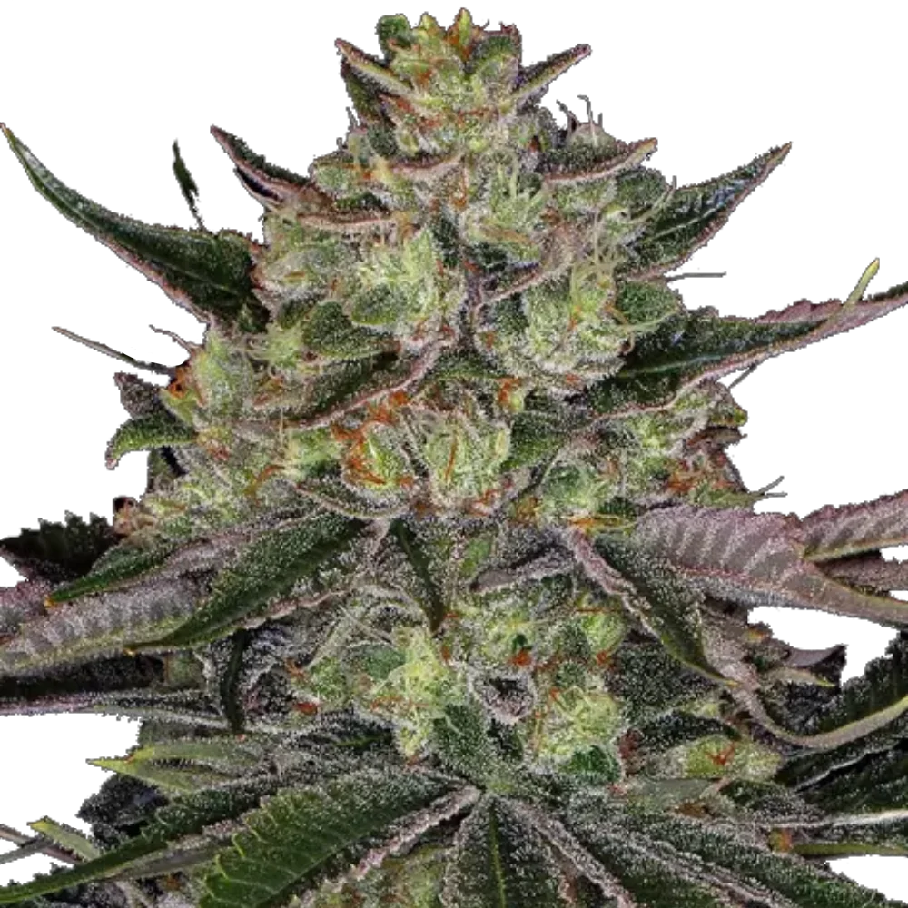 Gorilla Zkittlez - Feminisiert - Cannabis Samen