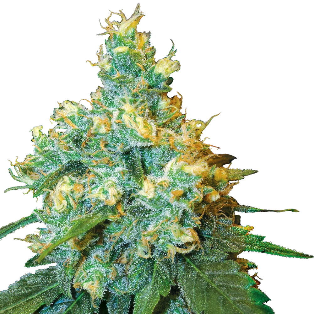 Cannabis Samen - Jack Herer® - Feminisiert