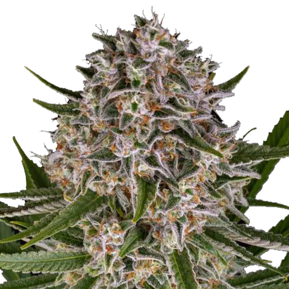 Lemon Haze - Autoflowering - Cannabis Samen