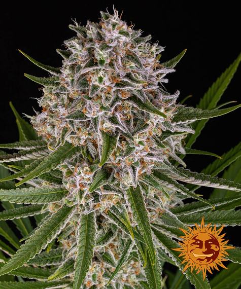 Cannabis Samen - Lemon Haze - Autoflowering