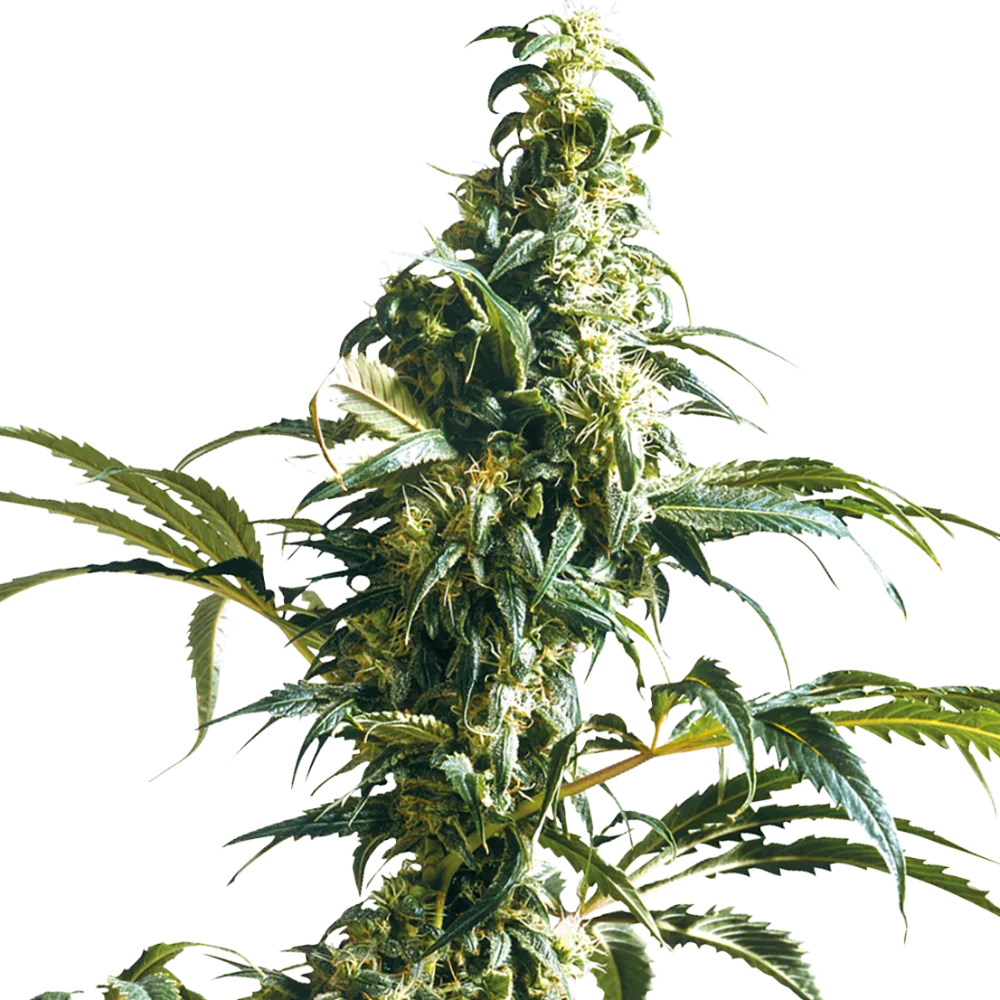 Cannabis Samen - Mexican Sativa - Feminisiert