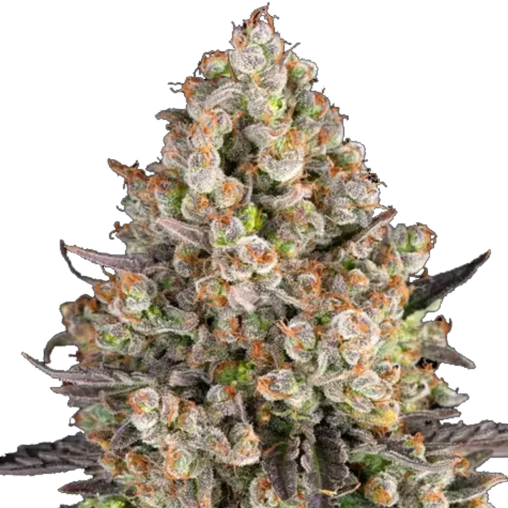 OG Kush - Feminisiert - Cannabis Samen