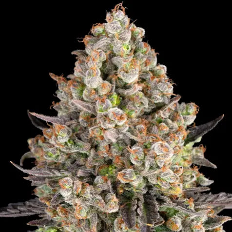 Cannabis Samen - OG Kush - Feminisiert