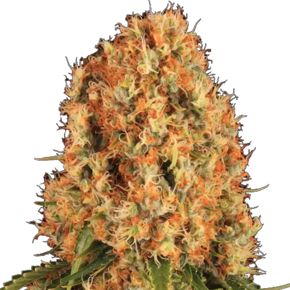 Orange Sherbert - Feminisiert - Cannabis Samen