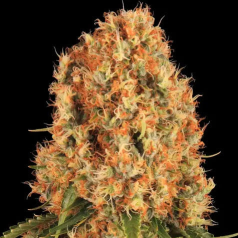 Cannabis Samen - Orange Sherbert - Feminisiert