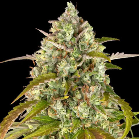 Cannabis Samen - Pineapple Express - Autoflowering