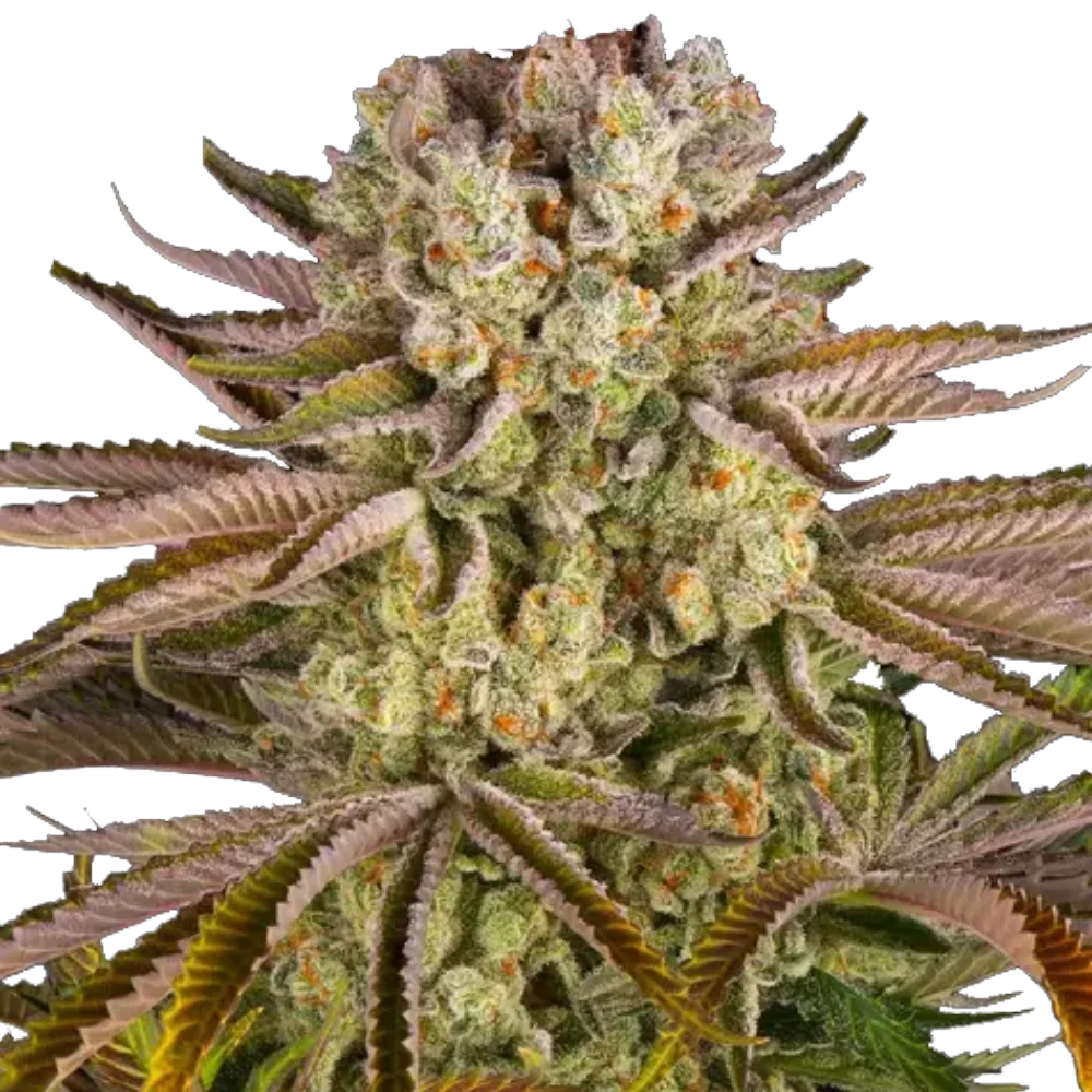 Cannabis Samen - Pineapple Express - Feminisiert