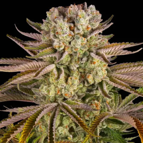 Cannabis Samen - Pineapple Express - Feminisiert