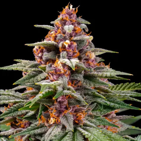 Cannabis Samen - Runtz - Autoflowering