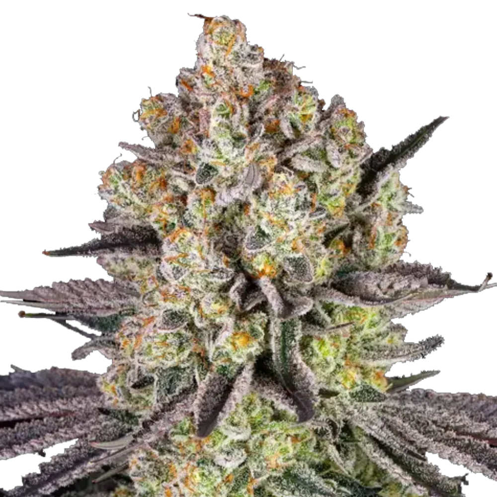 Runtz - Feminisiert - Cannabis Samen