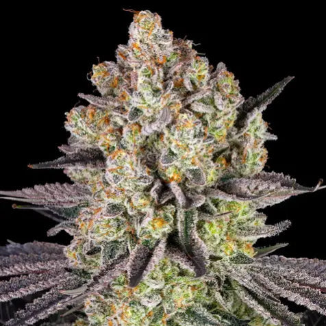Cannabis Samen - Runtz - Feminisiert