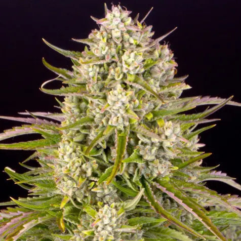Cannabis Samen - Wedding Cake - Autoflowering