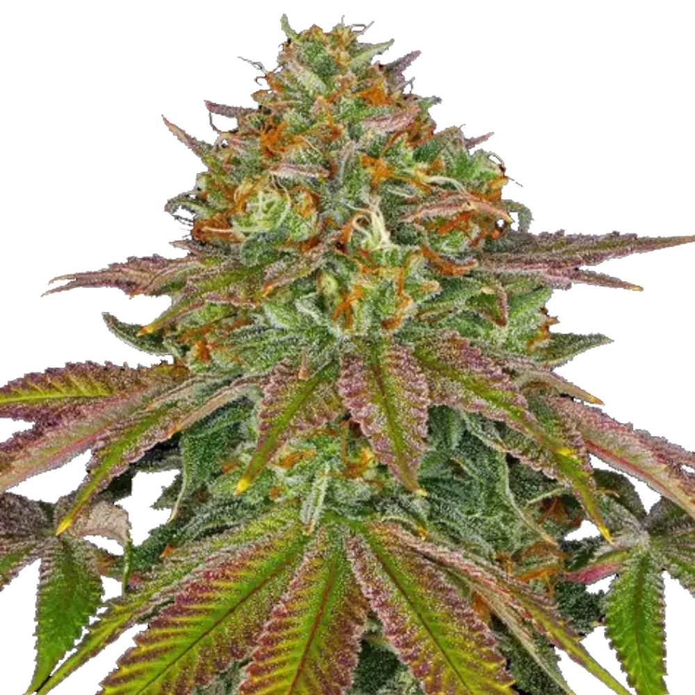Wedding Cake - Feminisiert - Cannabis Samen