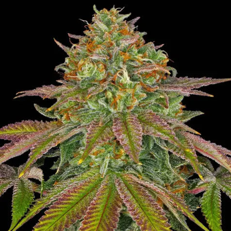 Cannabis Samen - Wedding Cake - Feminisiert
