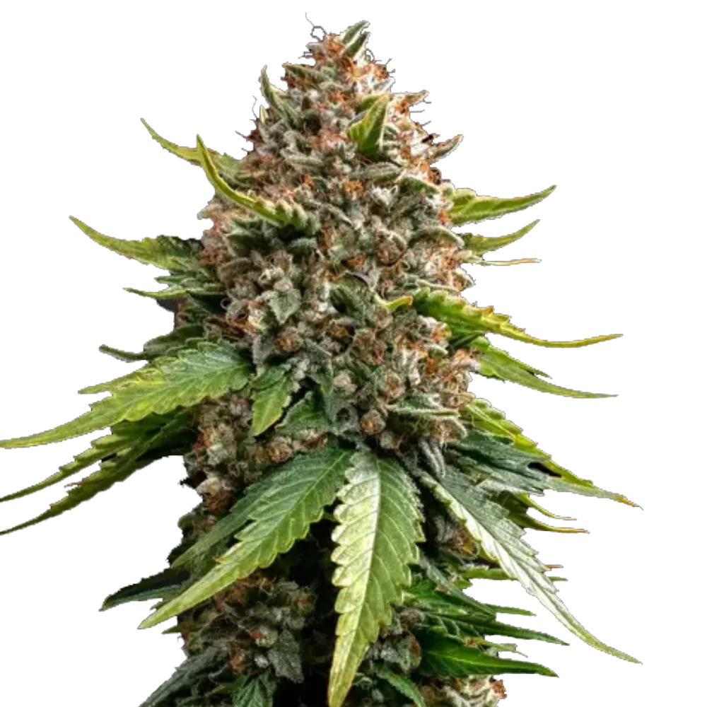 White Widow XXL - Autoflowering - Cannabis Samen