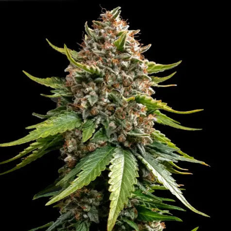 Cannabis Samen - White Widow XXL - Autoflowering
