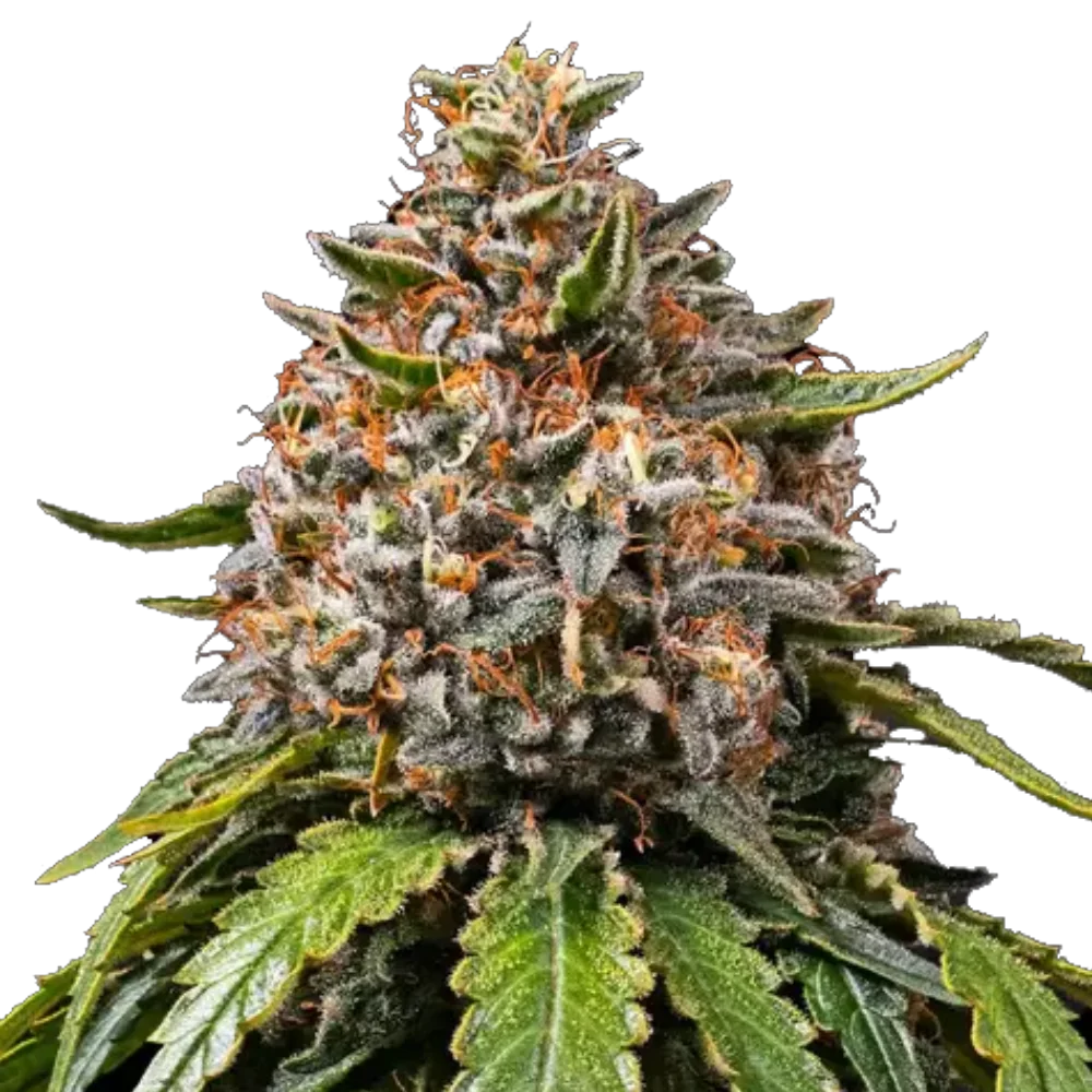 White Widow XXL - Feminisiert - Cannabis Samen