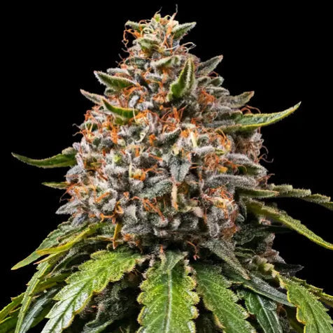 Cannabis Samen - White Widow XXL - Feminisiert