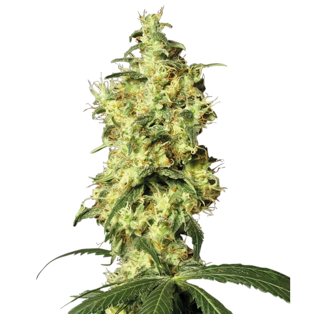 Cannabis Samen - White Widow - Autoflowering